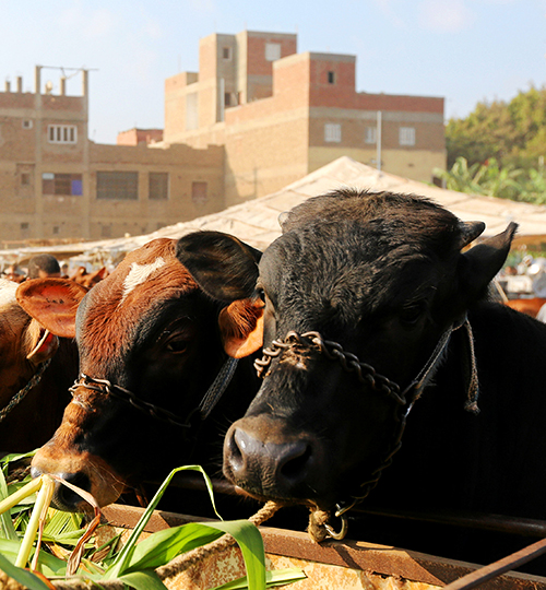 Vendors await customers at a cattle market in Al Manashi village ahead of the Muslim festival of sacrifice Eid al-Adha in Giza, on the outskirts of Cairo